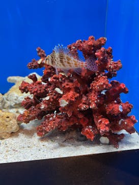 しながわ水族館に投稿された画像（2022/3/31）