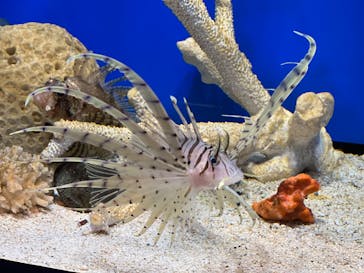 しながわ水族館に投稿された画像（2022/3/31）