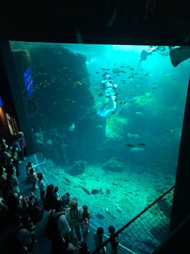 新江ノ島水族館に投稿された画像（2022/3/31）