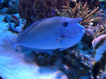 新江ノ島水族館に投稿された画像（2022/3/31）