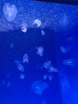 新江ノ島水族館に投稿された画像（2022/3/31）