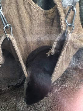 新江ノ島水族館に投稿された画像（2022/3/31）