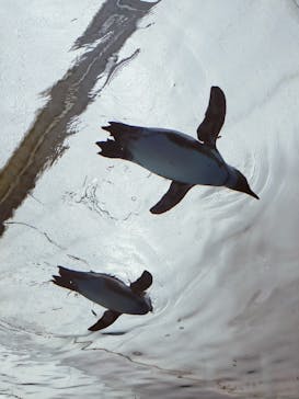 サンシャイン水族館に投稿された画像（2022/3/31）