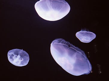 サンシャイン水族館に投稿された画像（2022/3/31）