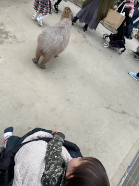 神戸どうぶつ王国に投稿された画像（2022/3/31）