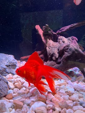 マクセル アクアパーク品川に投稿された画像（2022/3/31）