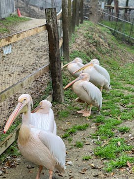 しろとり動物園に投稿された画像（2022/3/31）
