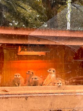 しろとり動物園に投稿された画像（2022/3/31）
