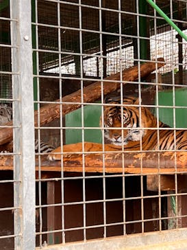 しろとり動物園に投稿された画像（2022/3/31）