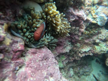 武藤潜水に投稿された画像（2022/4/1）