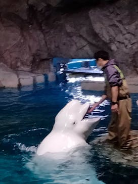名古屋港水族館に投稿された画像（2022/4/1）