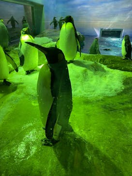 島根県立 しまね海洋館に投稿された画像（2022/4/1）