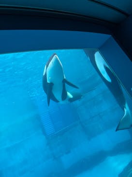 名古屋港水族館に投稿された画像（2022/4/1）