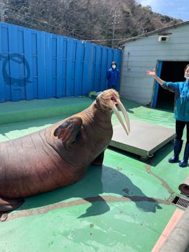 ゼロ距離水族館 伊勢シーパラダイスに投稿された画像（2022/4/1）