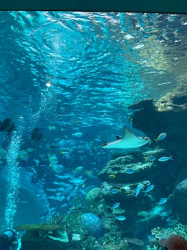 名古屋港水族館に投稿された画像（2022/4/1）