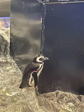 すみだ水族館に投稿された画像（2022/4/1）