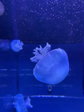 すみだ水族館に投稿された画像（2022/4/1）