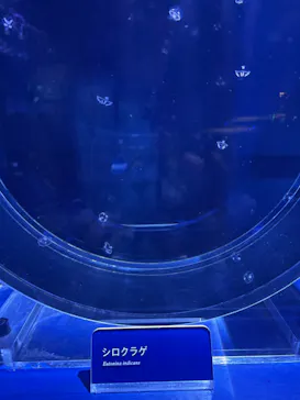 すみだ水族館に投稿された画像（2022/4/1）