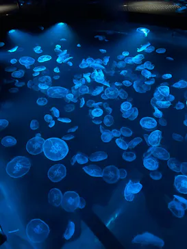 すみだ水族館に投稿された画像（2022/4/1）