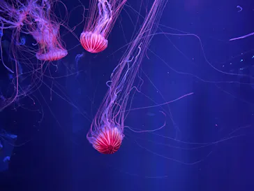 すみだ水族館に投稿された画像（2022/4/1）