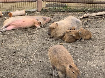 アロハガーデンたてやまに投稿された画像（2022/4/1）