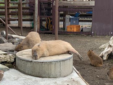 アロハガーデンたてやまに投稿された画像（2022/4/1）