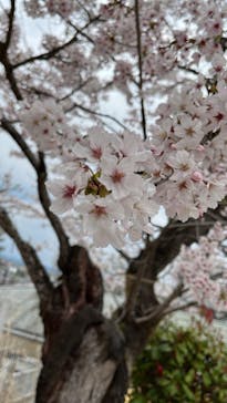 東京サマーランドに投稿された画像（2022/4/1）