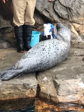 しながわ水族館に投稿された画像（2022/4/1）