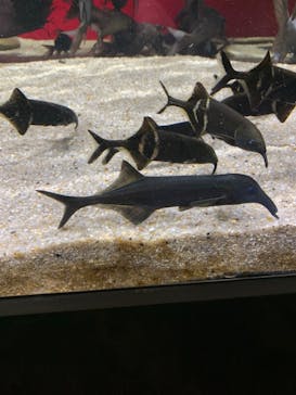 カワスイ 川崎⽔族館に投稿された画像（2022/4/1）