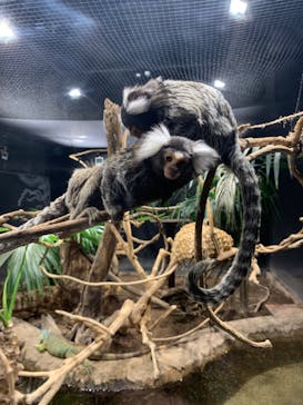 カワスイ 川崎⽔族館に投稿された画像（2022/4/1）