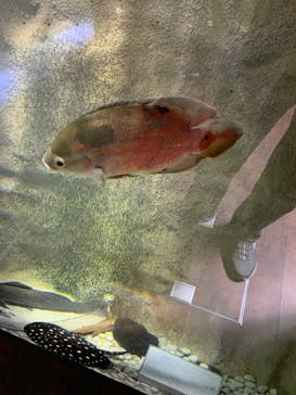 カワスイ 川崎⽔族館に投稿された画像（2022/4/1）