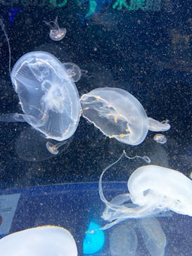 しながわ水族館に投稿された画像（2022/4/1）