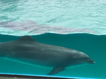 しながわ水族館に投稿された画像（2022/4/1）