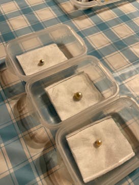 しながわ水族館に投稿された画像（2022/4/1）