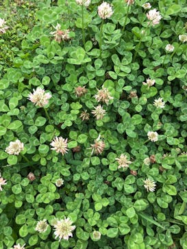 首里城公園 有料区域に投稿された画像（2022/4/1）