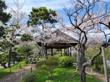 三溪園に投稿された画像（2022/4/1）