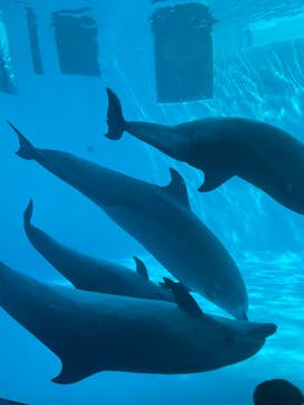 名古屋港水族館に投稿された画像（2022/4/1）
