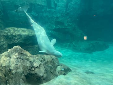 名古屋港水族館に投稿された画像（2022/4/1）