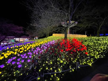 さがみ湖MORI MORIに投稿された画像（2022/4/1）