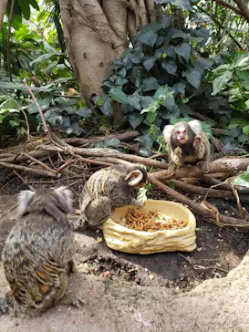 神戸どうぶつ王国に投稿された画像（2022/4/1）