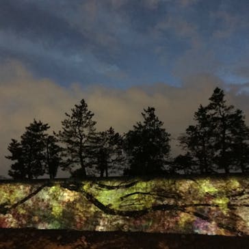 NAKED FLOWERS 2022 -桜- 世界遺産・二条城に投稿された画像（2022/4/1）