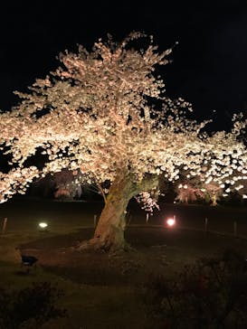NAKED FLOWERS 2022 -桜- 世界遺産・二条城に投稿された画像（2022/4/1）