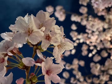 NAKED FLOWERS 2022 -桜- 世界遺産・二条城に投稿された画像（2022/4/1）