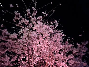 NAKED FLOWERS 2022 -桜- 世界遺産・二条城に投稿された画像（2022/4/1）