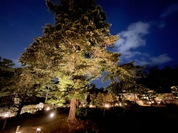 NAKED FLOWERS 2022 -桜- 世界遺産・二条城に投稿された画像（2022/4/1）