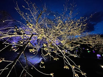 NAKED FLOWERS 2022 -桜- 世界遺産・二条城に投稿された画像（2022/4/1）