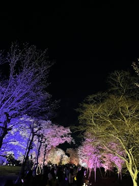 NAKED FLOWERS 2022 -桜- 世界遺産・二条城に投稿された画像（2022/4/1）