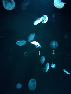 サンシャイン水族館に投稿された画像（2022/4/1）
