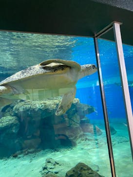 名古屋港水族館に投稿された画像（2022/4/1）