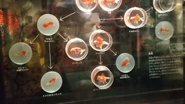 国立科学博物館に投稿された画像（2022/4/1）